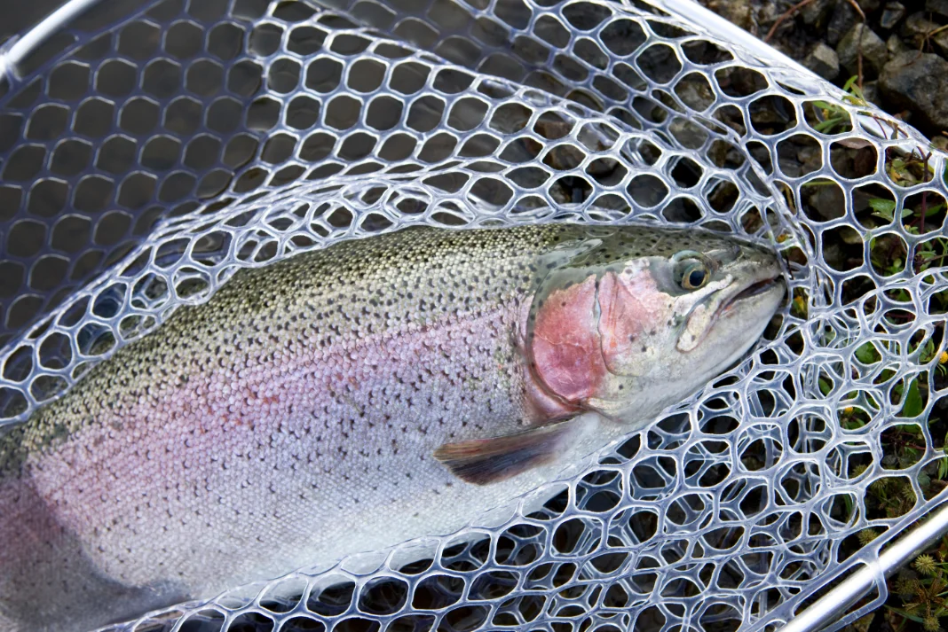 trout in a net