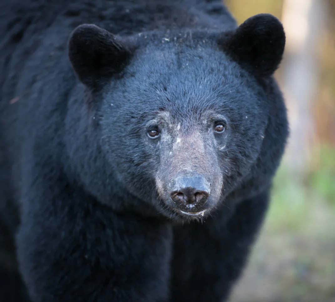 black bear